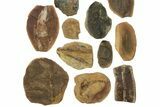 Clearance Lot: Mazon Creek Fossil Nodules - Pieces #252457-2
